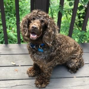 Meet your Posher, Samuel